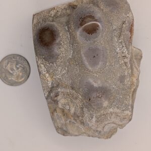 Hand Polished Patty Mine Specimen